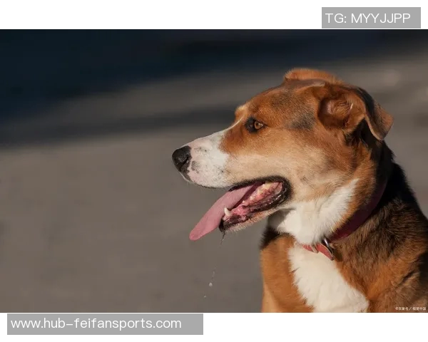 狗狗内心：有本事就突破我的防守！——揭秘宠物心理的真相与突破方式